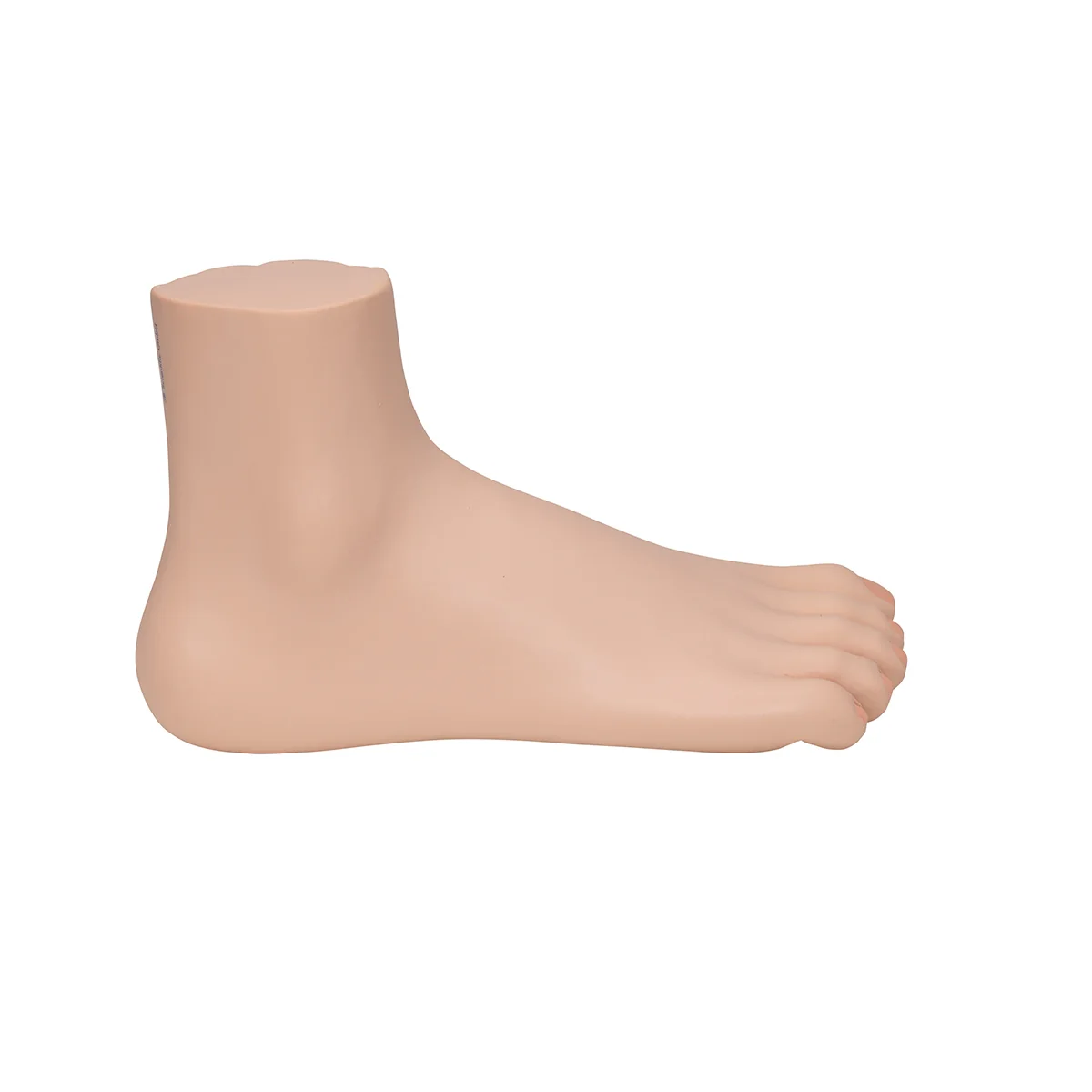 Normal Foot Model - Image 6