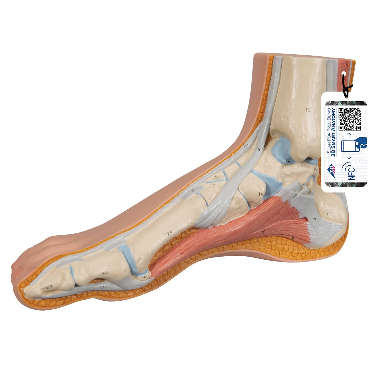 Normal Foot Model - Image 7