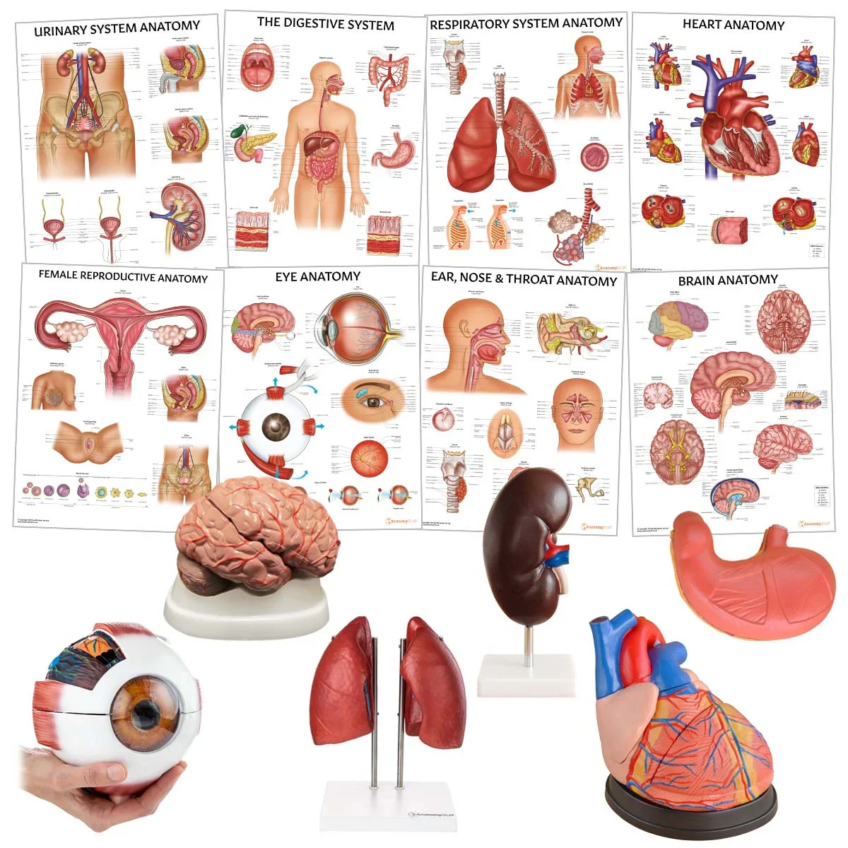 Organ Anatomy Collection