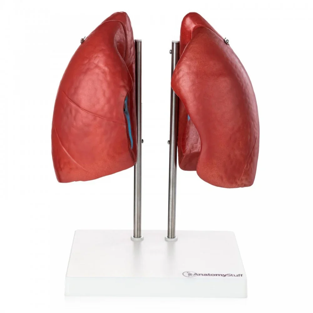 Organ Anatomy Collection - Image 5