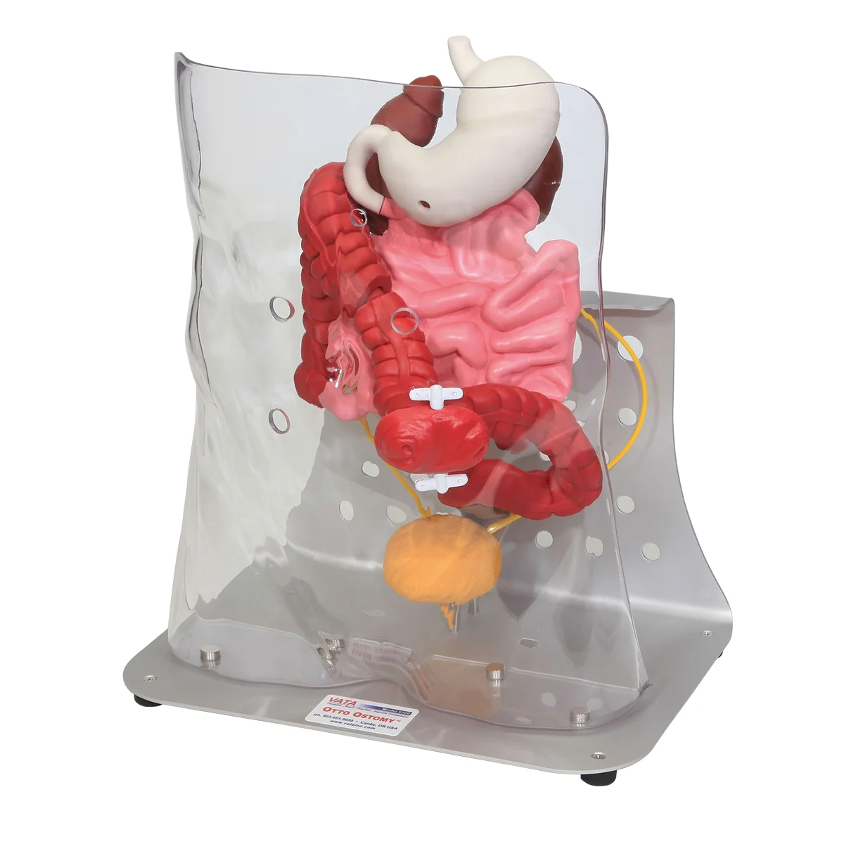 Otto Ostomy™ Advanced Model - Image 4