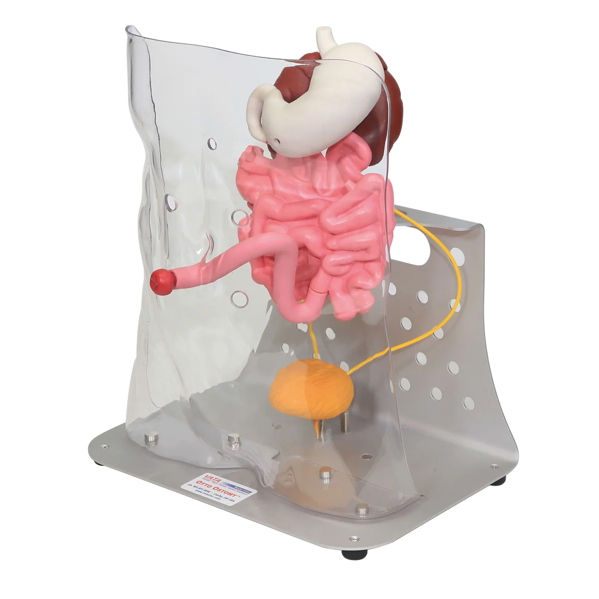 Otto Ostomy™ Advanced Model - Image 5