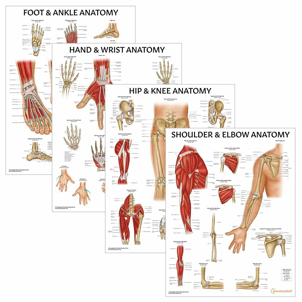 Peripheral Joint Anatomy Collection - Image 2