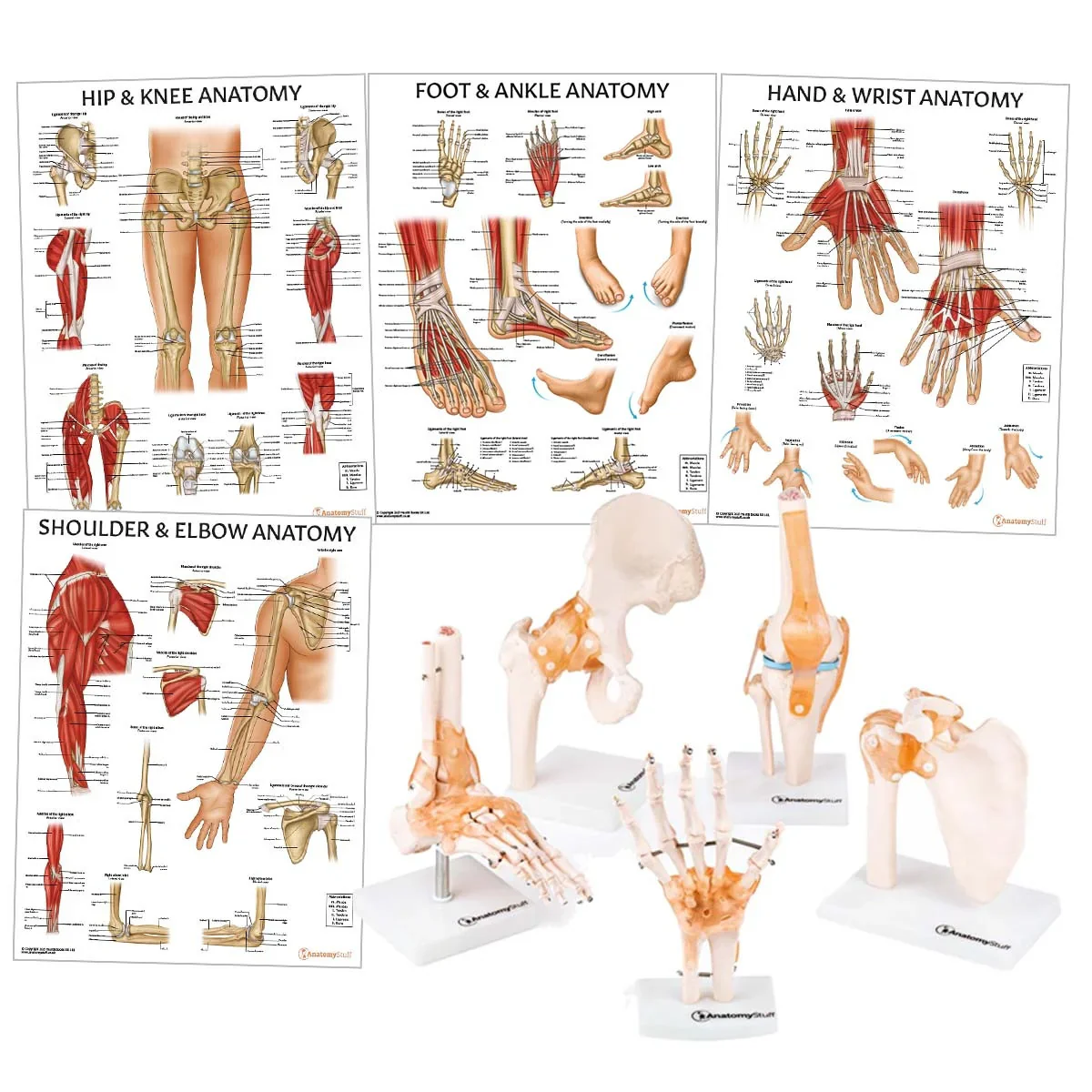 Peripheral Joint Anatomy Collection - Image 3