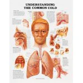 Poster: Understandng The Common Cold - Image 2
