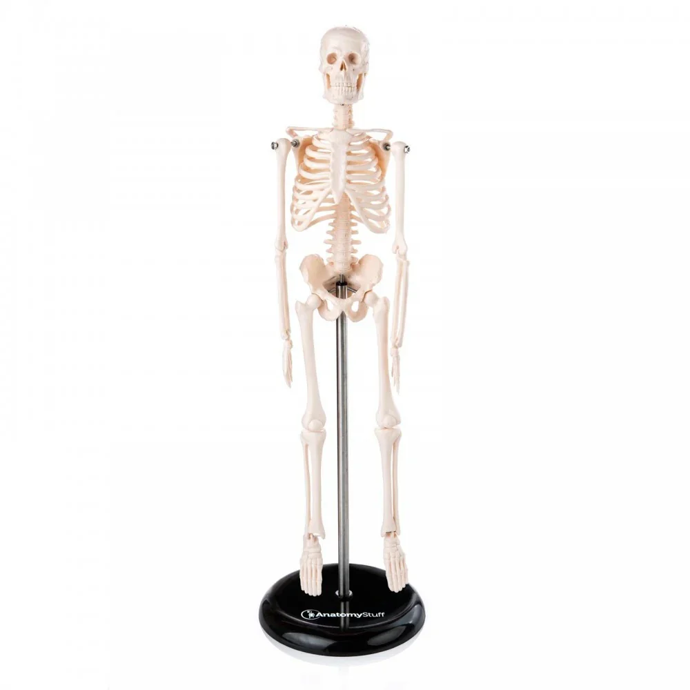 Primary School Anatomy Collection - Image 6