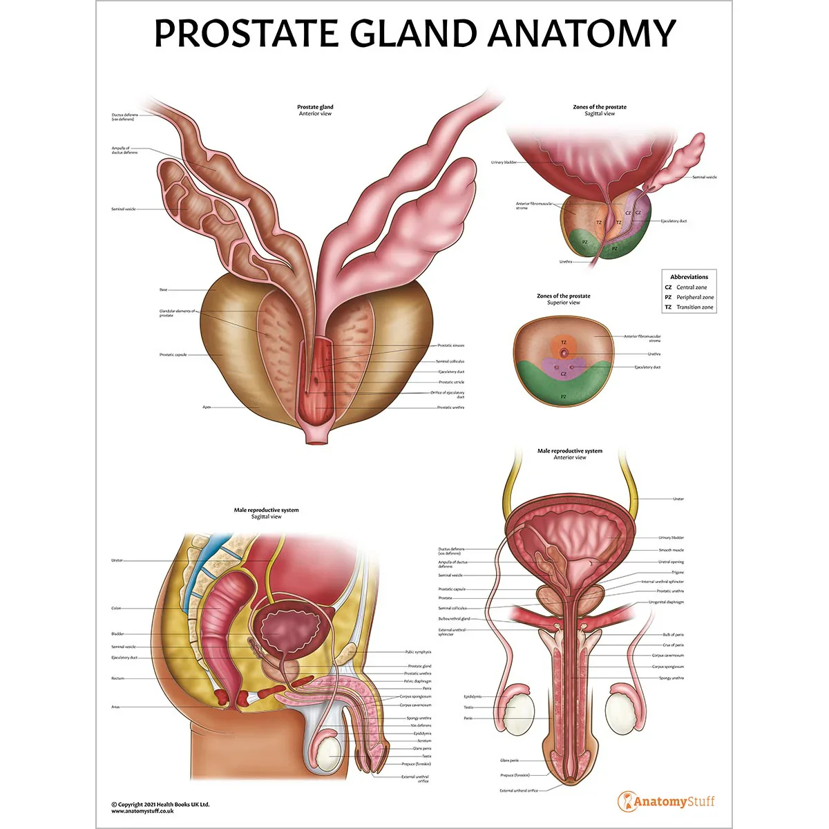 Prostate Anatomy & Pathology Collection - Image 2
