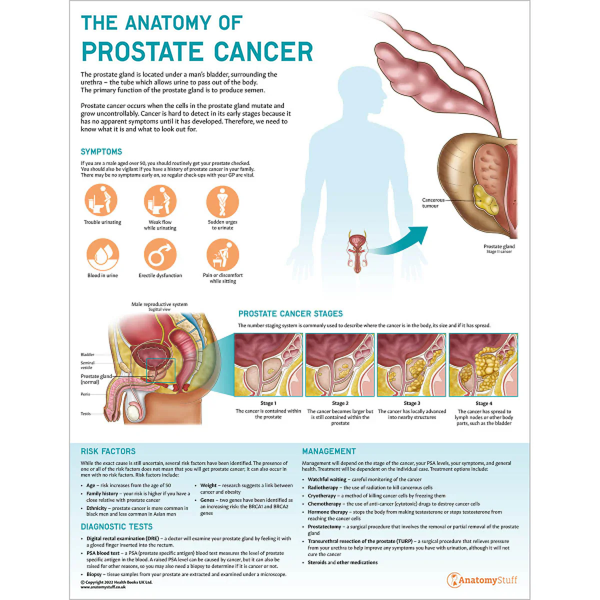Prostate Anatomy & Pathology Collection - Image 5