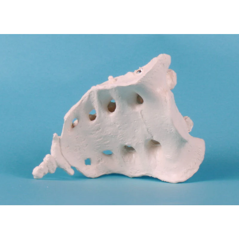 Sacrum with Coccyx