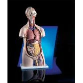 Sexless Torso - Image 2