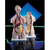 Sexless Torso With Open Back - Image 2