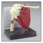 Shoulder Model with Attachments - Image 2