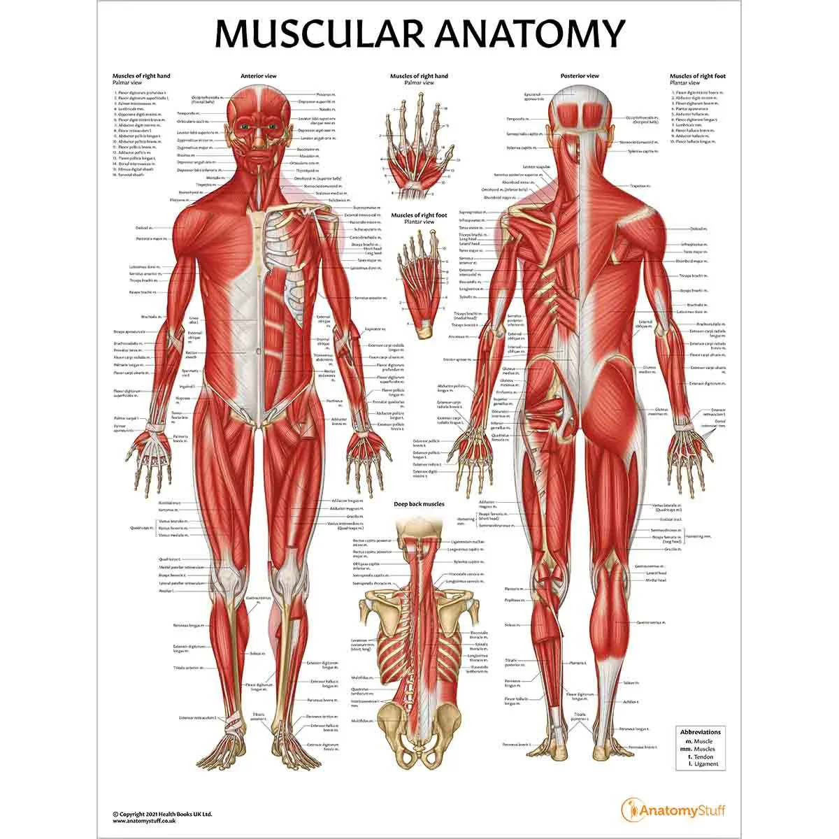 Skeleton Anatomy Collection - Image 5