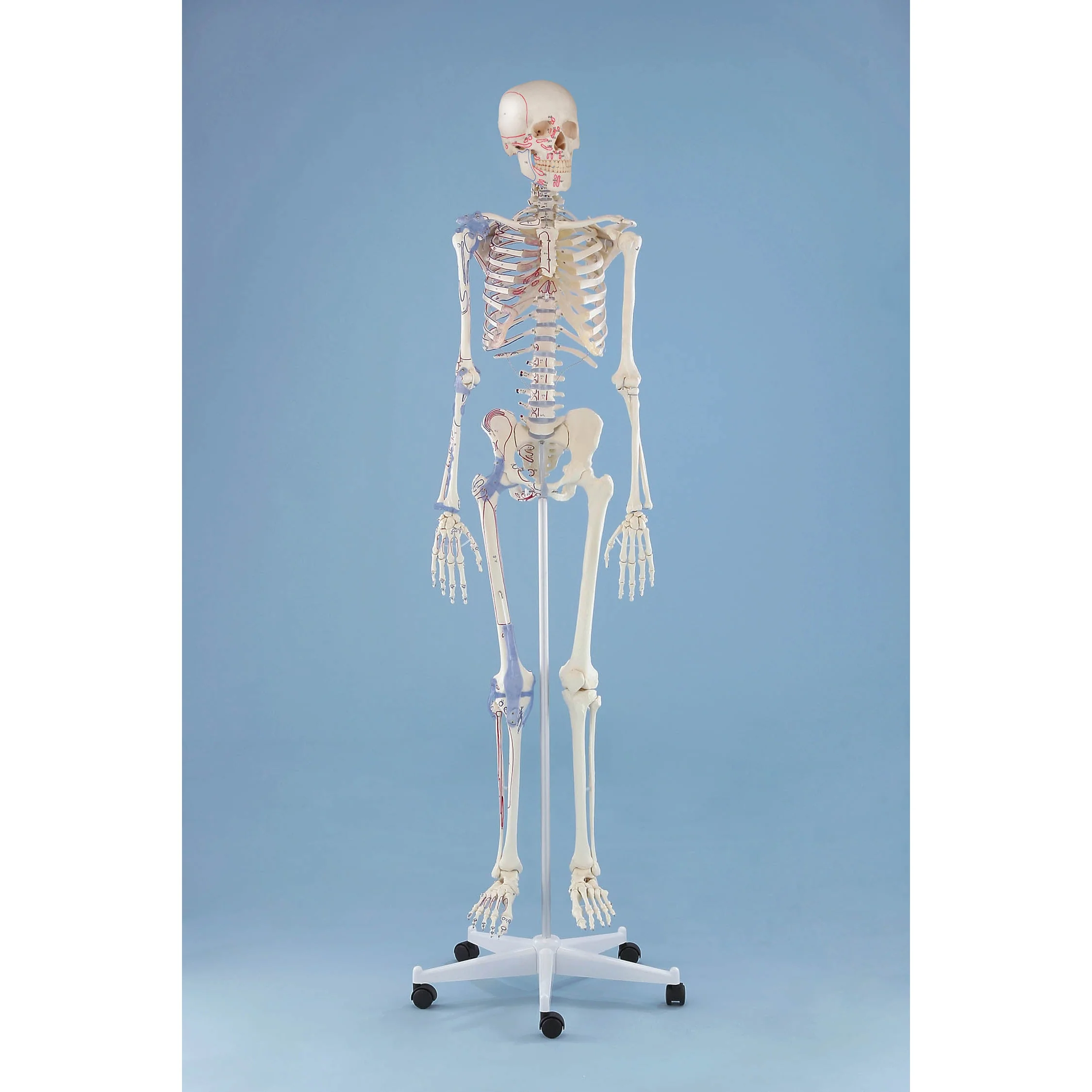 Skeleton “Bert” with Muscle Markings & Ligaments