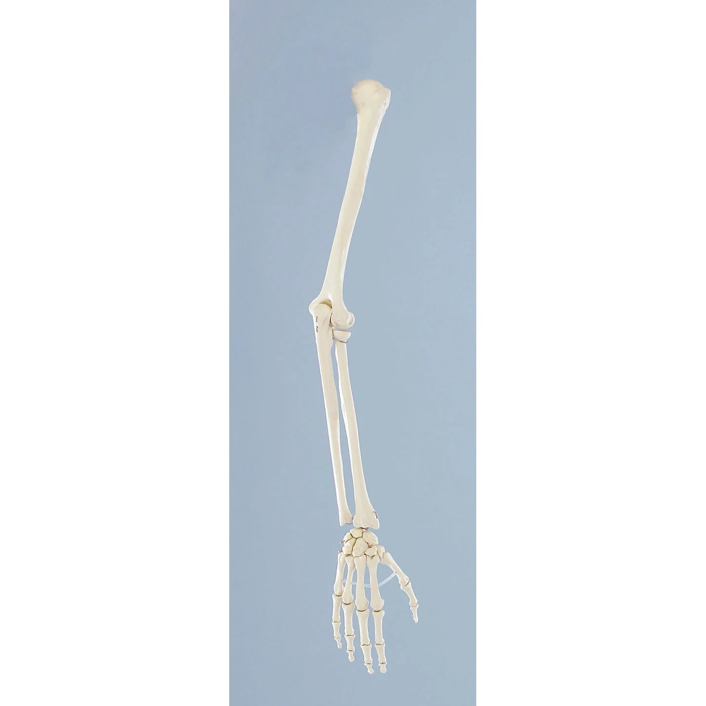 Skeleton of Arm