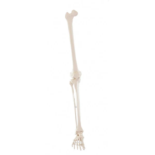 Skeleton of Leg