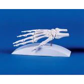 Skeleton of the Hand - Image 2
