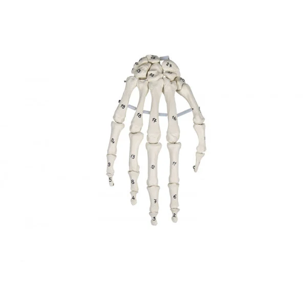 Skeleton of the Hand with Bone Numbering