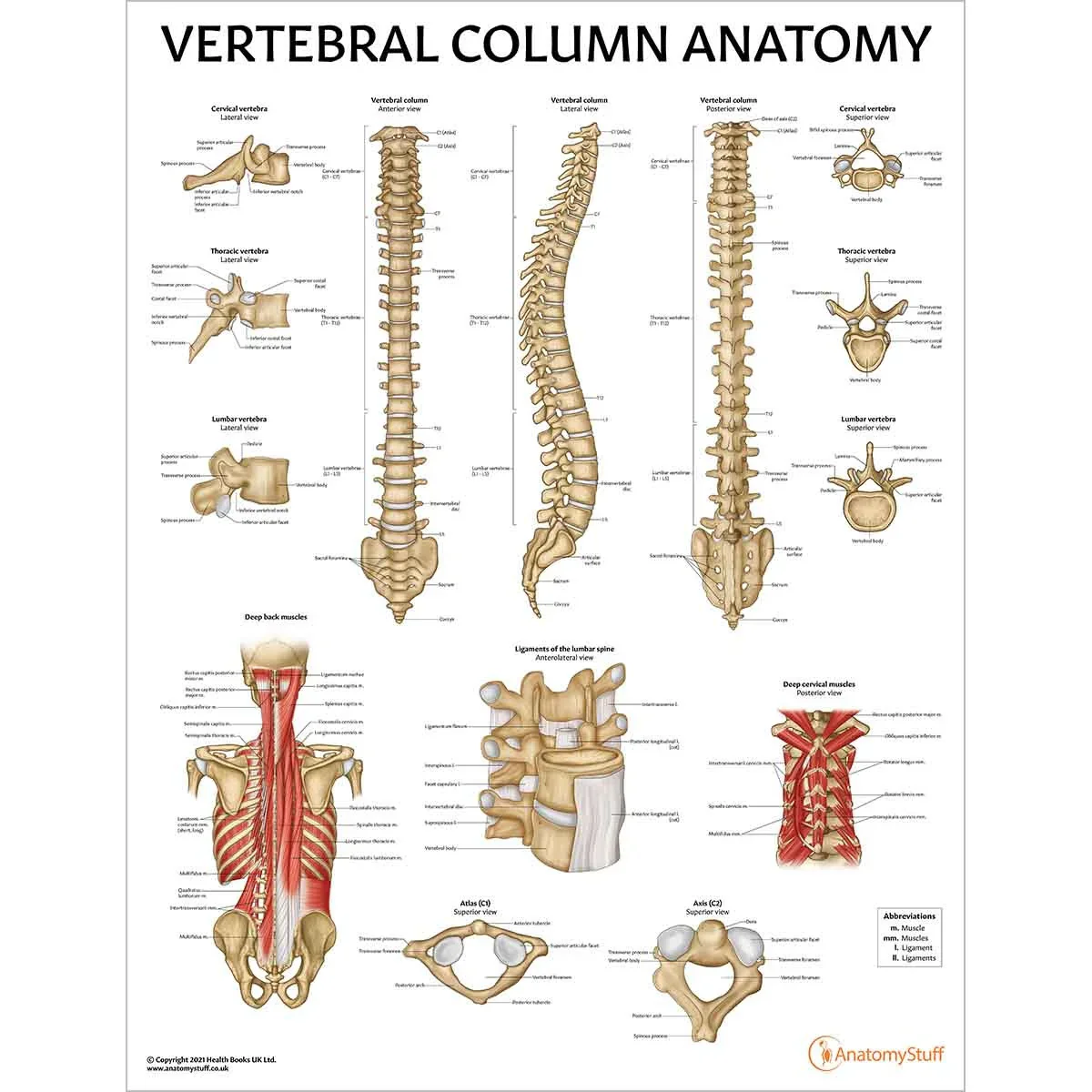 Spine Anatomy & Pathology Collection - Image 3