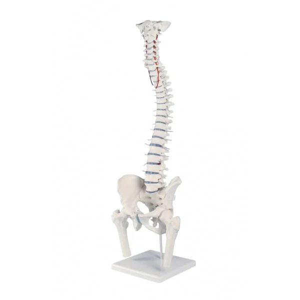 Standard Spine with Femur Stumps - Prolapse - Pelvis & Stand