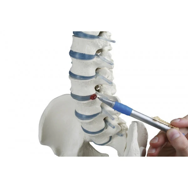 Standard Spine with Femur Stumps - Prolapse - Pelvis & Stand - Image 2