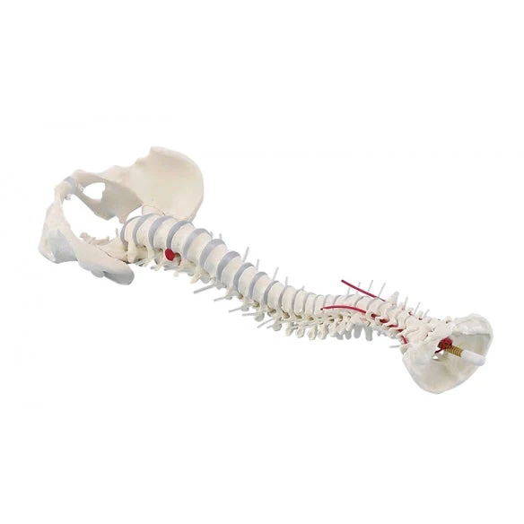 Standard Spine with Prolapse & Pelvis