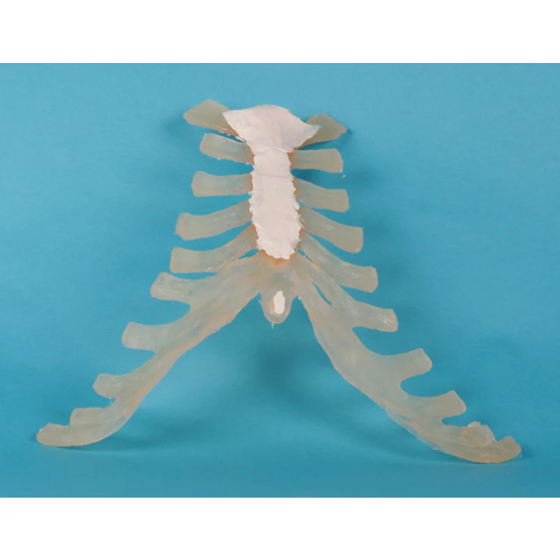 Sternum