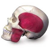 Combined Skull - 9 Part - Image 2