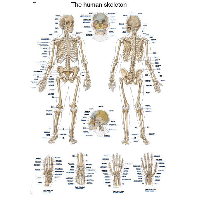 The Human Skeleton - Anatomical Chart
