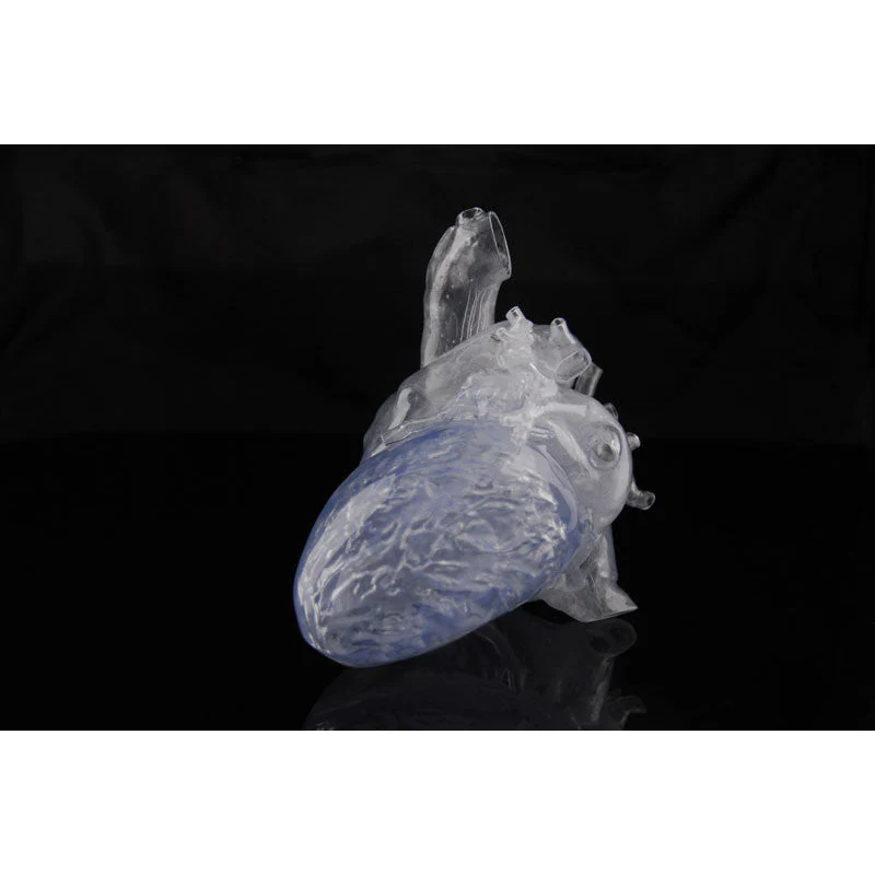 Transparent Reproduction of a real human Heart