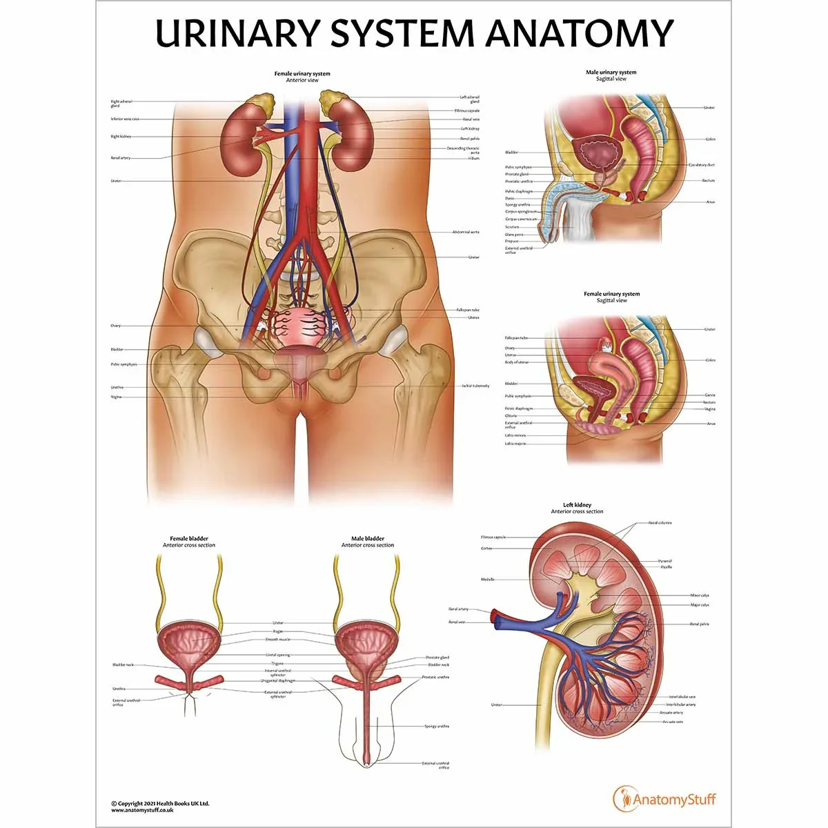 Urinary System Anatomy Collection - Image 2