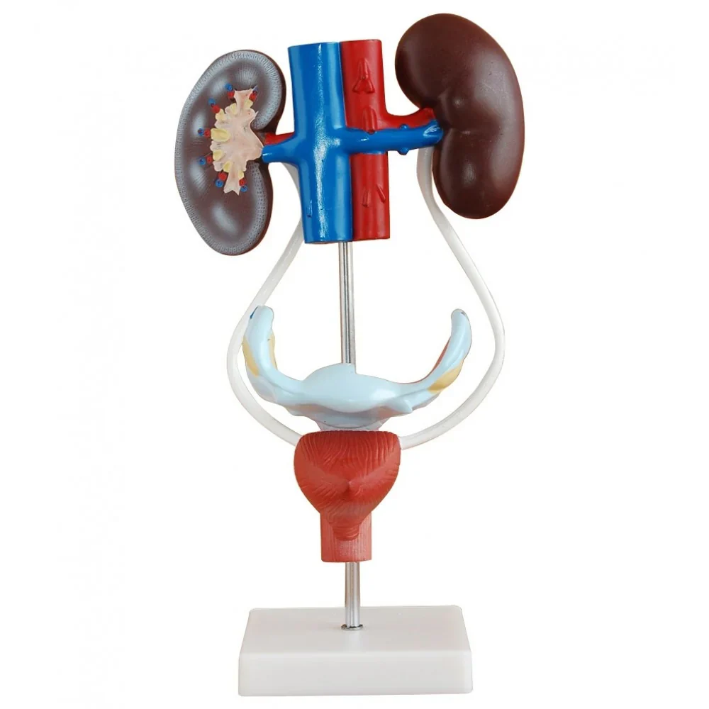 Urinary System Anatomy Collection - Image 3