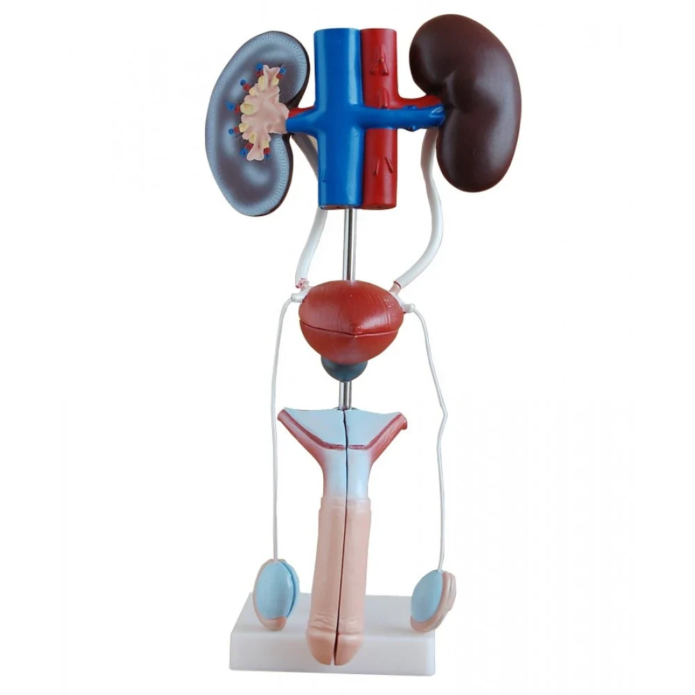 Urinary System Anatomy Collection - Image 4