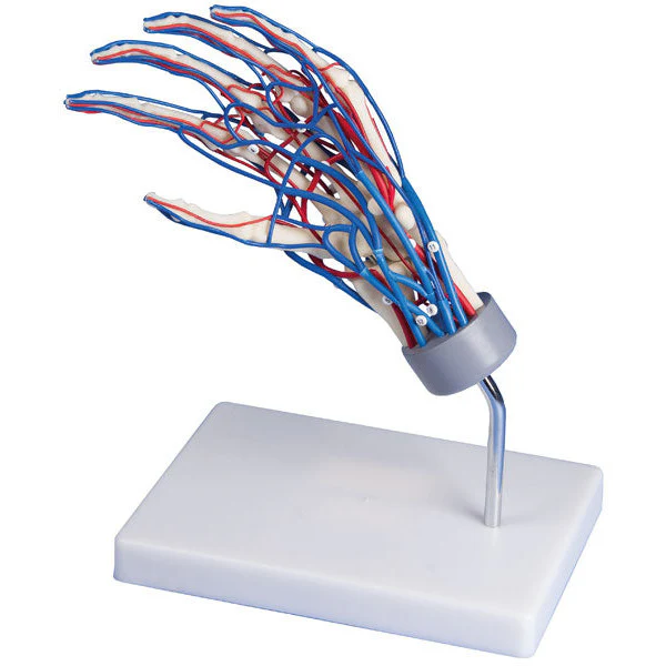 Vascular Hand