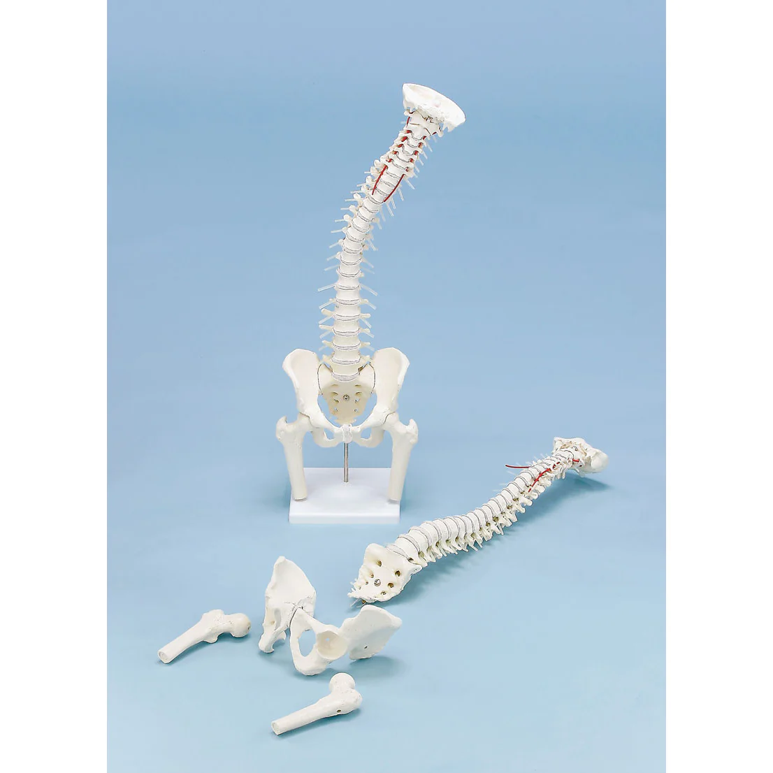 Vertebral Column with Pelvis - Muscle Markings - Femur Stumps & Stand